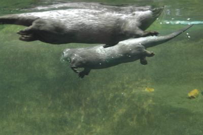 Otter